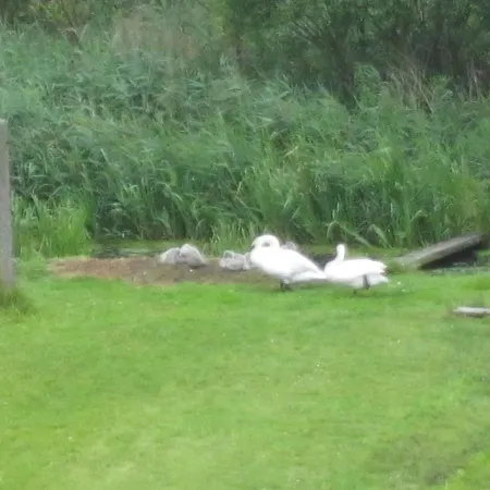 Am Schilfguertel 度假居 Röbel