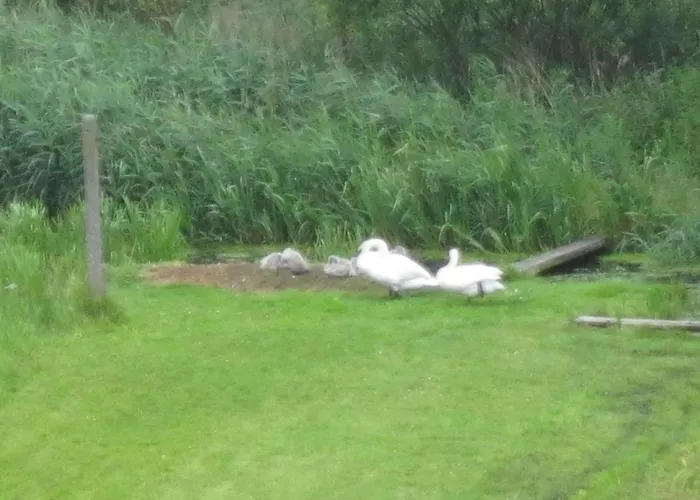 Am Schilfgürtel Ferienhaus Röbel